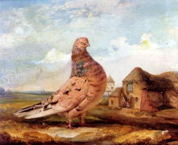 James Ward : A Fancy Pigeon